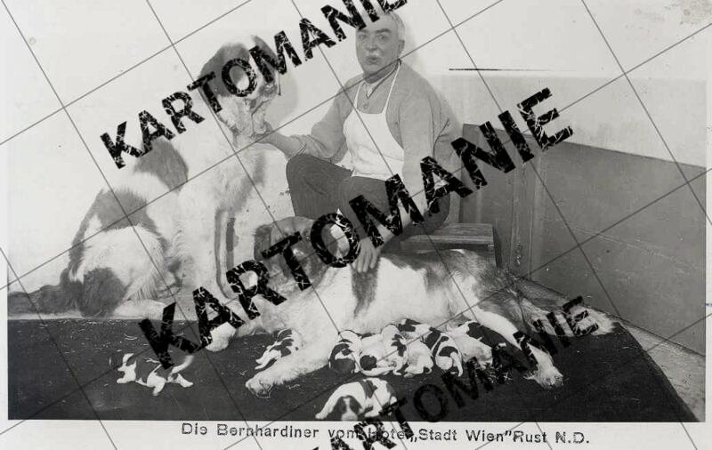 hotel stadt rust bernhardiner