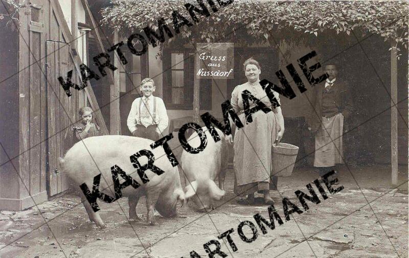 mit schweinen